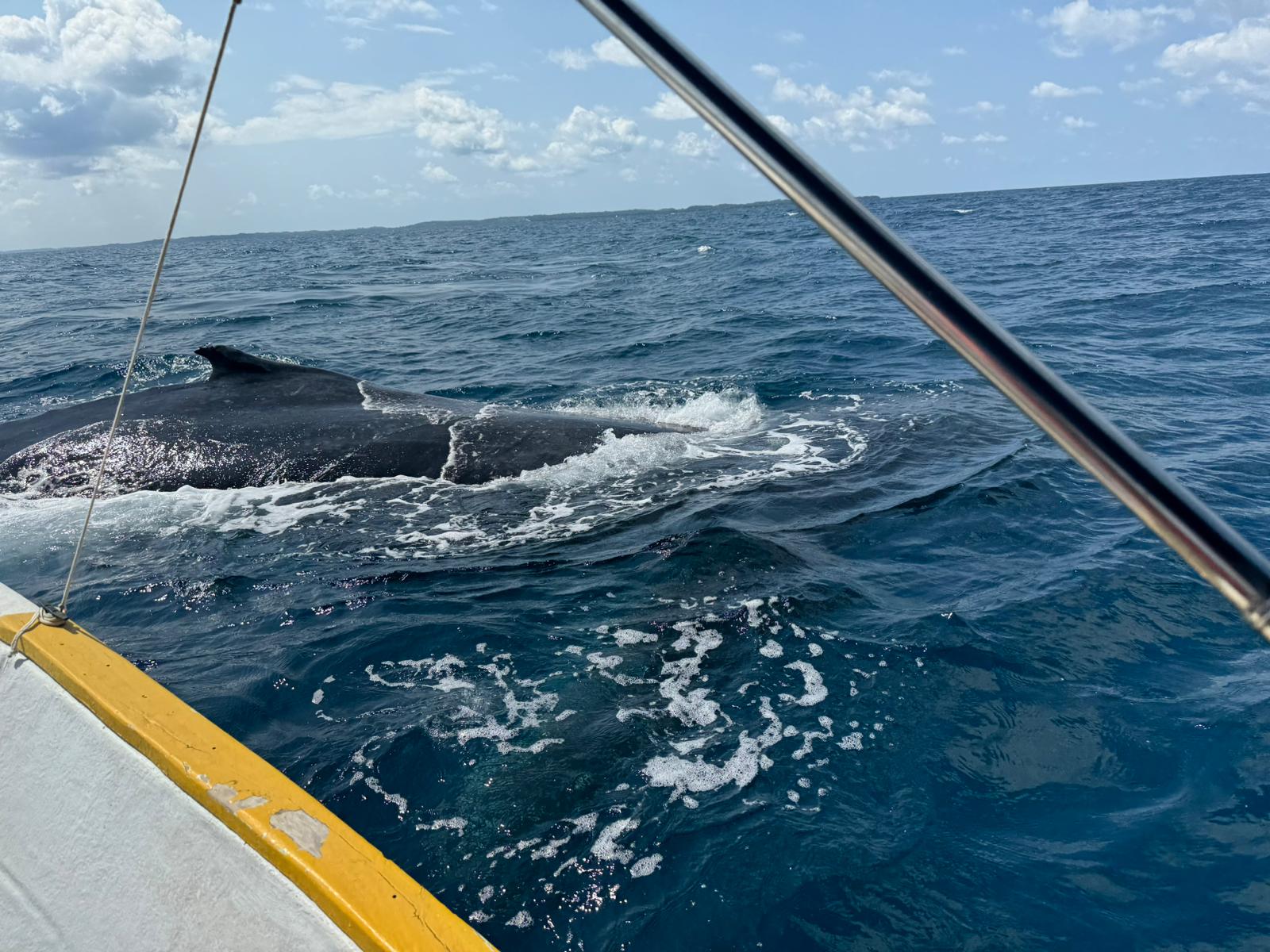 Safari baleine Toamasina