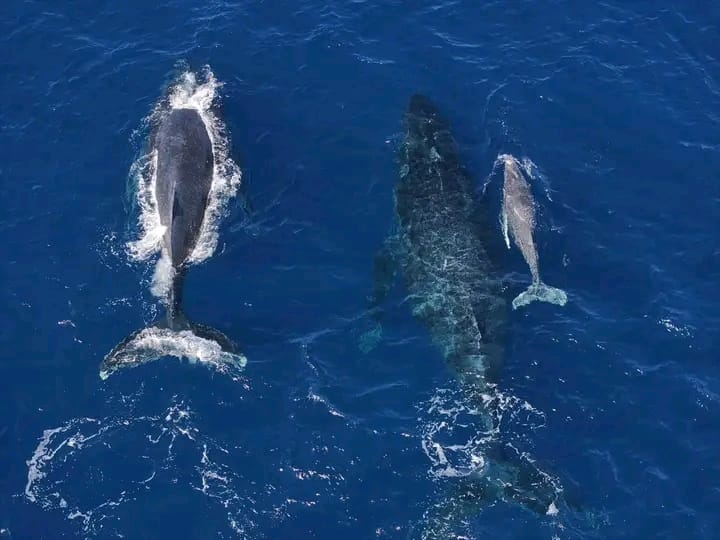 Safari baleine Toamasina