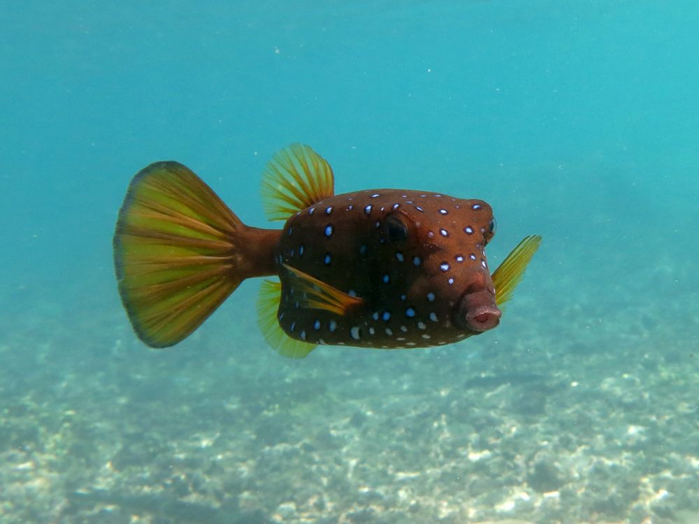 Poisson coffre à l'île aux Prunes Toamasina