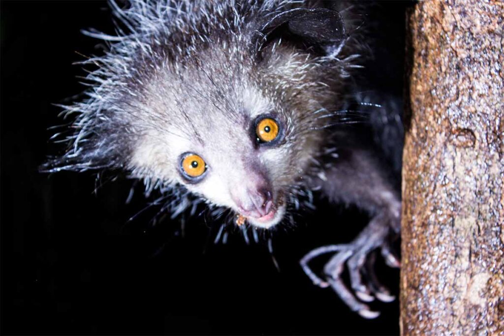 Lémurien Aye-aye de Madagascar