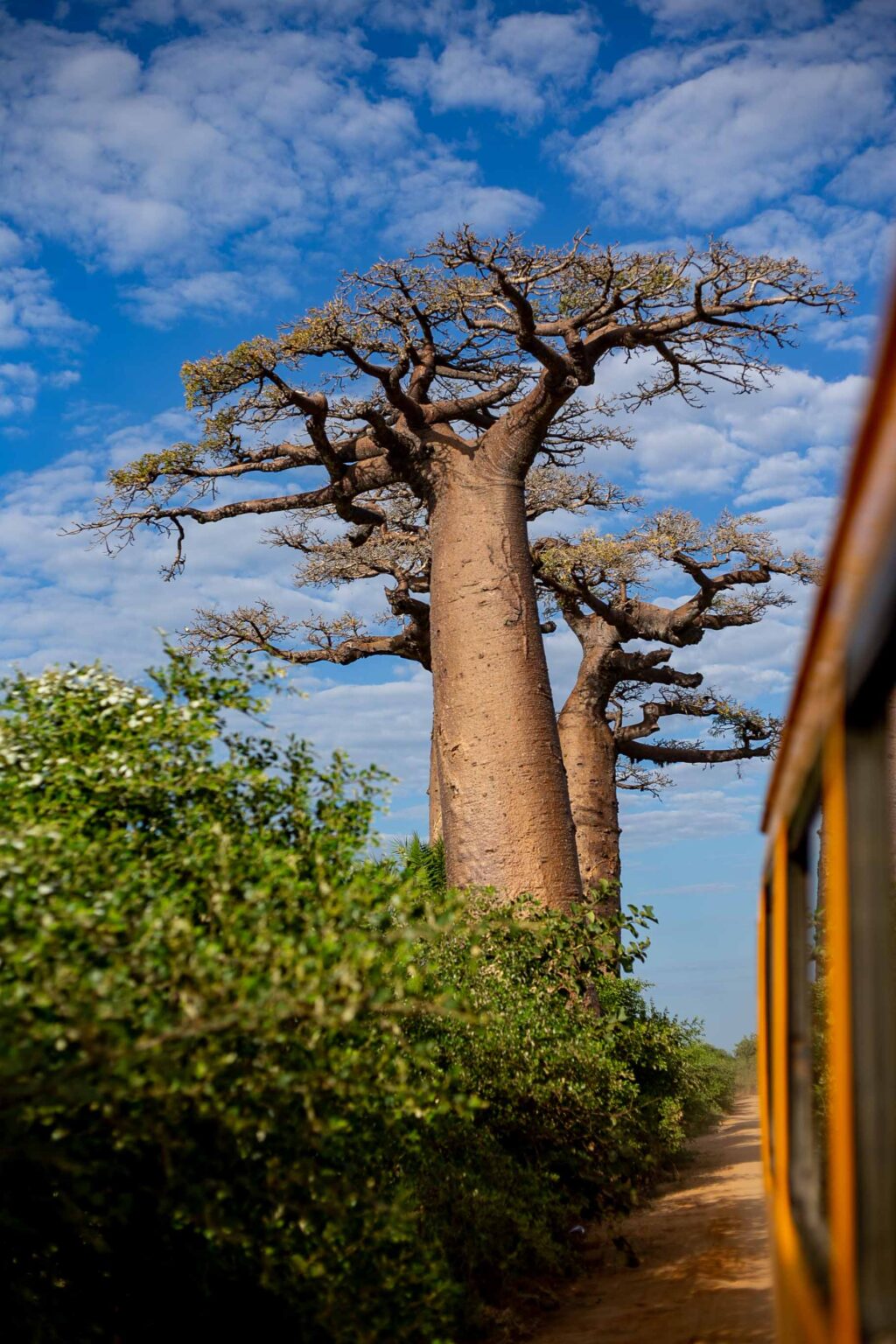 Baobabs à Madagascar, ou peut-on les voir