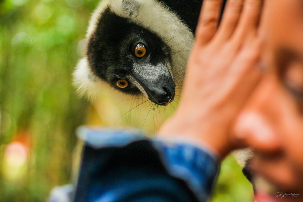 Lémuriens à Madagascar